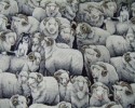 Merino Rams (Grey) with Border Collie Sheep Dog